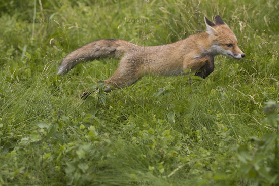 red fox jumping. Rotfuchs springend, Red fox